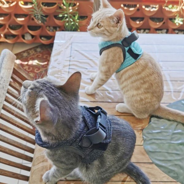 Adjustable Anti-Escape Small Cat Belt Kitten Harness Light Breathable Soft Pet Vest Wiring Harness Traction Belt Kitten Walking - Image 6