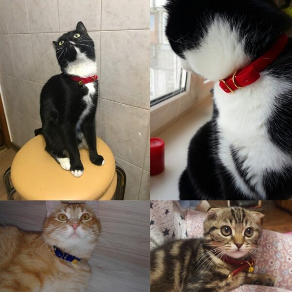 Cat Collar With Bell Safety Cat Collars Puppy Dog Collar For Cats Small Dogs Kittens Solid Pet Collar Chihuahua Products YS0032 - Image 3