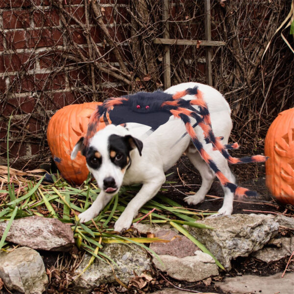 1PC Halloween Spider Decoration Costume For Pet Cats Dogs Cosplay Outfit Adjustable Halloween Party Dress up Accessories - Image 2