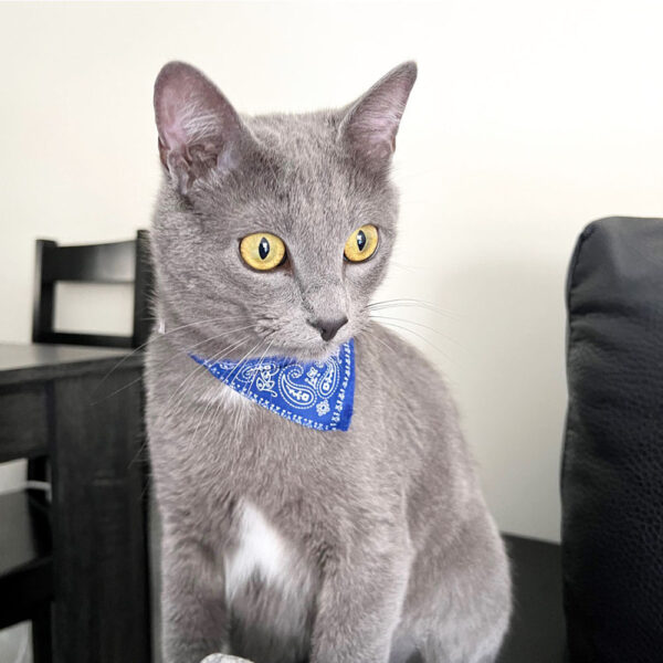 Cute Printed Bandana Cat Collar Puppy Dog Cat Scarf Collar Adjustable Triangular Pet Banadana Collar for Kittens Small Animals - Image 3
