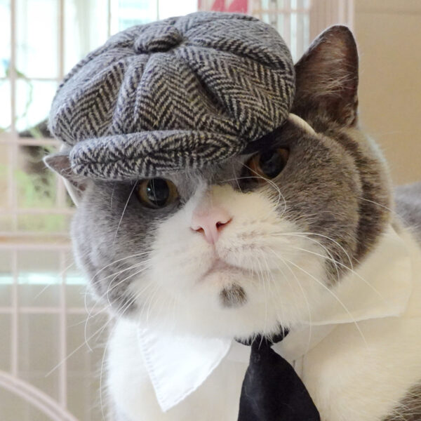 Funny Pet Cat Hat Gentleman's Hat Beret Tie Bathing Blood Gangster Handsome Cosplay Photo Prop Pet Halloween Costume - Image 6