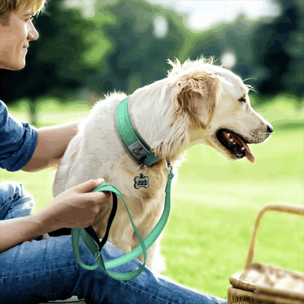 Padded Dog Collars for small Medium large Dogs Reflective Wide Pet Collars Adjustable Heavy Duty Nylon Neoprene Dog Collar - Image 6