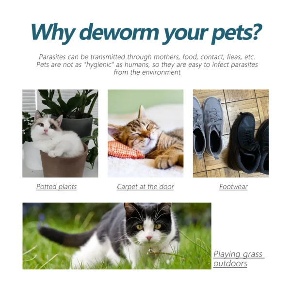 Pet Flea Killer Drops Anti Fleas Cats Ticks Lice Mite Removal Relieve Itching Dogs Ringworm Treatment Pet Insect Removal Drops - Image 3