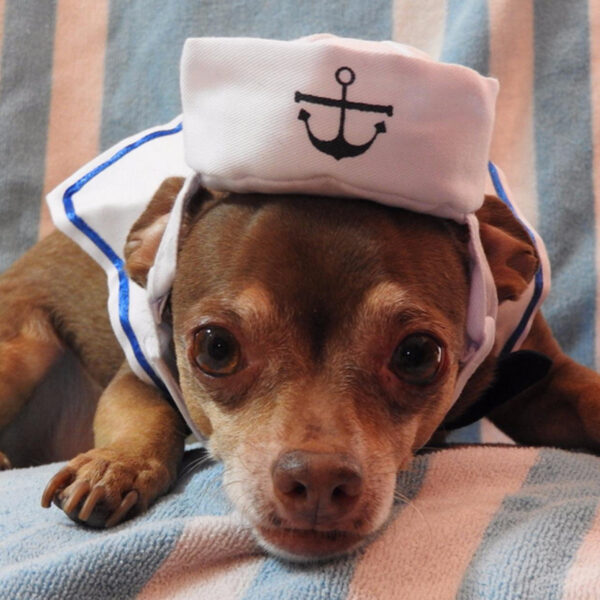 Funny Pet Cat Costumes Cat Dog Rabbit Apparel Clothes For Halloween Cosplay Navy Sailor Costumes Jacket Cloak Dog Accessories - Image 3
