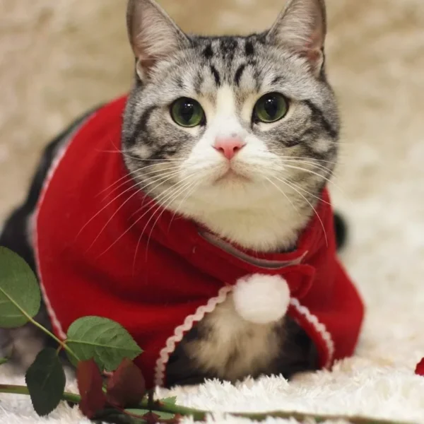 Christmas Cat Cloak Scarf Dog Pet Cosplay Costume Xmas Kitten Plush Santa Hat Funny Birthday Party Mantle Dress Up Apparel - Image 3