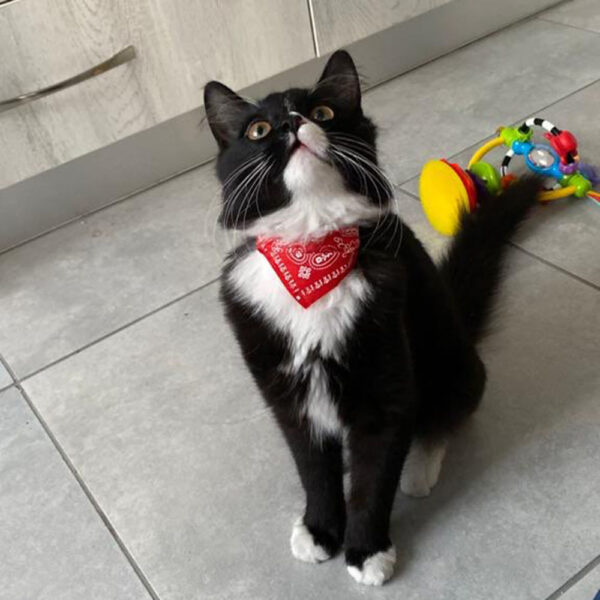Cute Printed Bandana Cat Collar Puppy Dog Cat Scarf Collar Adjustable Triangular Pet Banadana Collar for Kittens Small Animals - Image 2