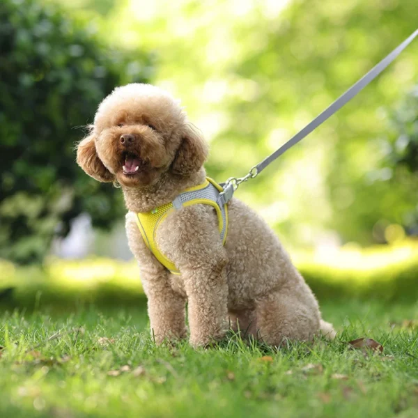 Puppy Harness Set Dog Accessories Adjustable Puppy and Cat Harness Vest French Bulldog Chihuahua Small Dog Collar Pet Leash Dogs - Image 5