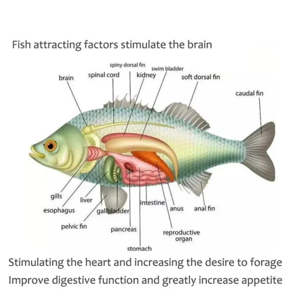 Universal concentrated bait, red fragrant fish food granules, aquatic feed, sea bass fishing bait, outdoor fishing accessories - Image 4