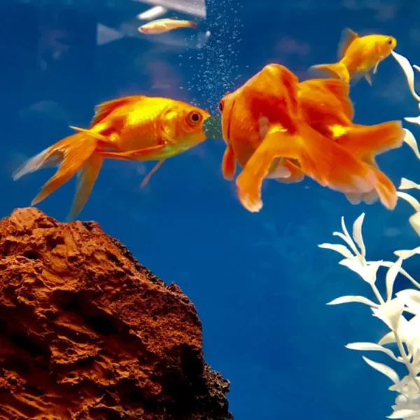 100/500pcs Spirulina Tablets Enrichment Favorite Pet Food fish crystal red shrimp pet food - Image 5