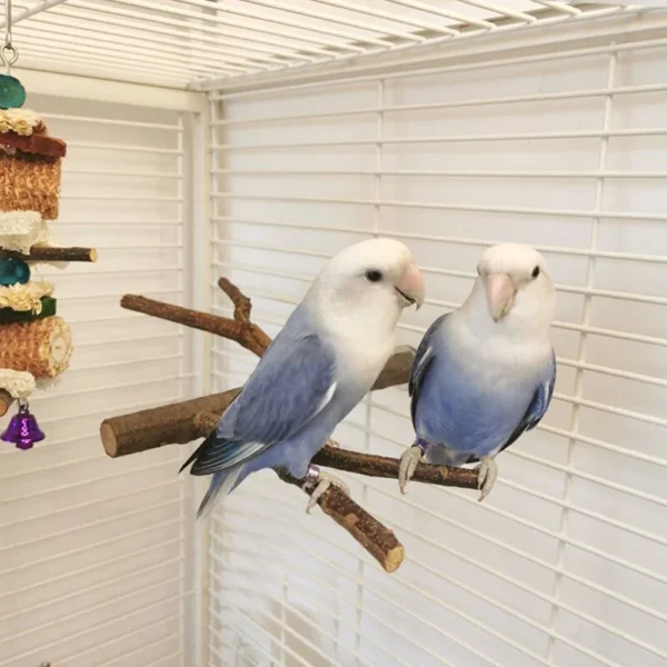 Multi Stand Branch Parrot Perch Bird Cage Toys Natural Bird Perch Stand for Small Budgies Conure Parrot Parakeets Bird Toy - Image 4
