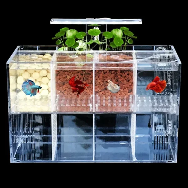 Aquarium Acrylic Fish Tank Breeding Isolation Box Goldfish Fighting Fish Viewing Tank Small Fry Breeder Isolations Box Supplies - Image 2