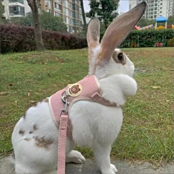 Newest Cute Rabbit Harness and Leash Set Bunny Pet Accessories Vest Harnesses Rabbit Leashes for Outdoor Walking Pets Supplies - Image 3
