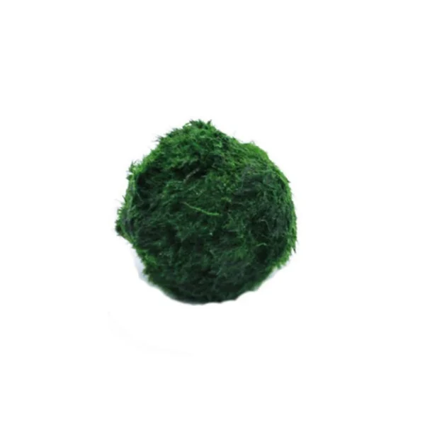 3-4cm Marimo Moss Balls Live Aquarium Plant Algae Fish Shrimp Tank Ornament Simulation Green Algae Balls Artificial Plant - Image 2