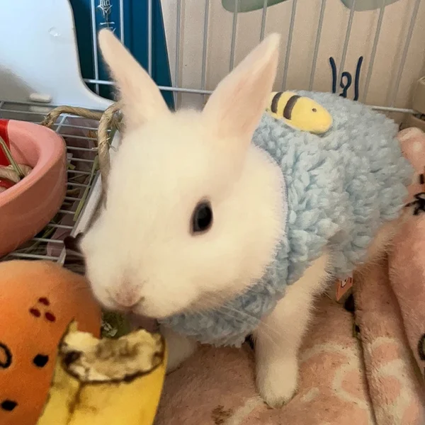 Winter Bunny Kitten Sweater Clothes Warm Velvet Small Animal Pullovers Rabbit Guinea pig Chinchillas Jacket mascotas Clothing - Image 3