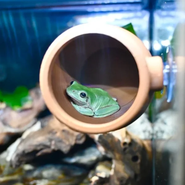 Decoration of cave feeding boxes for reptiles such as cylindrical tree frogs, geckos, lizards, etc - Image 2