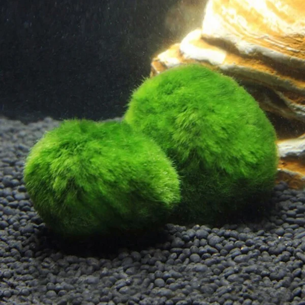 3-4cm Marimo Moss Balls Live Aquarium Plant Algae Fish Shrimp Tank Ornament Simulation Green Algae Balls Artificial Plant - Image 4