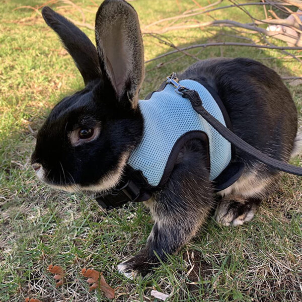Mesh Breathable Pet leash Ferret Leash Set for Small Animals Rabbit Hamsters Summer Walking Pet Lead mascotas Accessories - Image 5